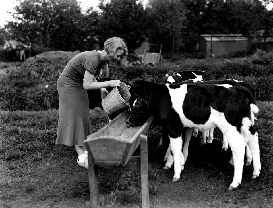 Model Eva Waldschmidt in Broek in Waterland met kalfjes, Bestanddeelnr 189-0430