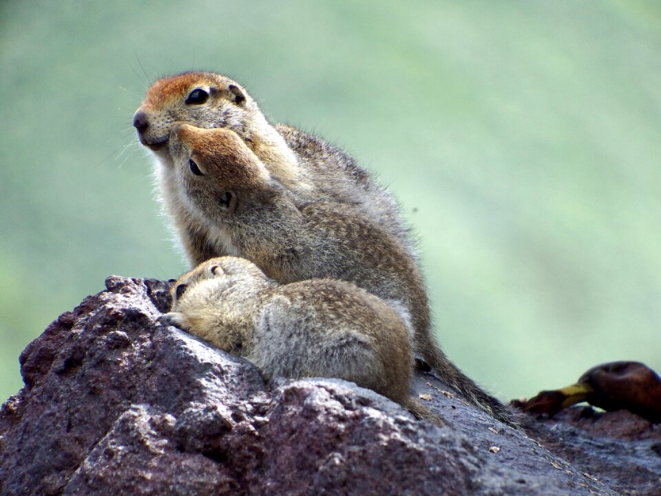 Rodents nora highlands
