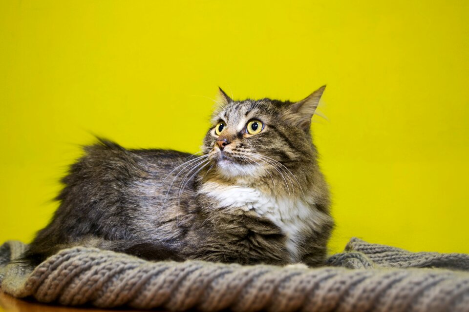 Cat fluffy cat yellow-eyed cat