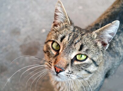Nose closeup muzzle cat