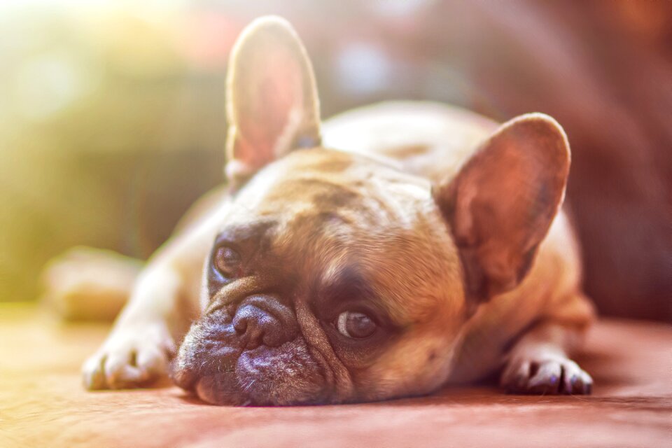 Canine lying resting