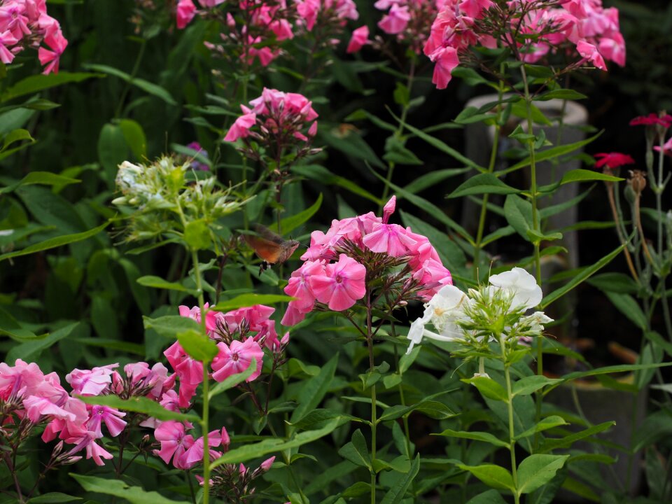 Ornamental plant pink hummingbird hawk moth