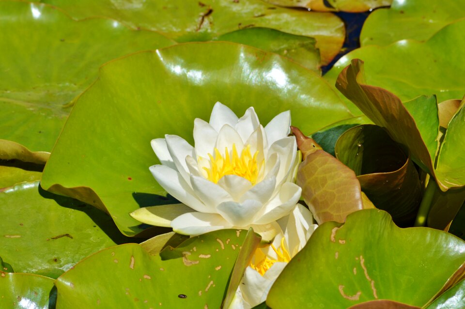 Water rose nuphar lutea pond plant