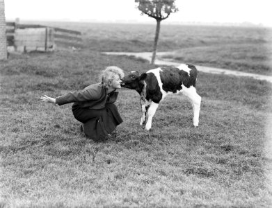 Model Eva Waldschmidt in de wei met een kalfje, Bestanddeelnr 252-0548