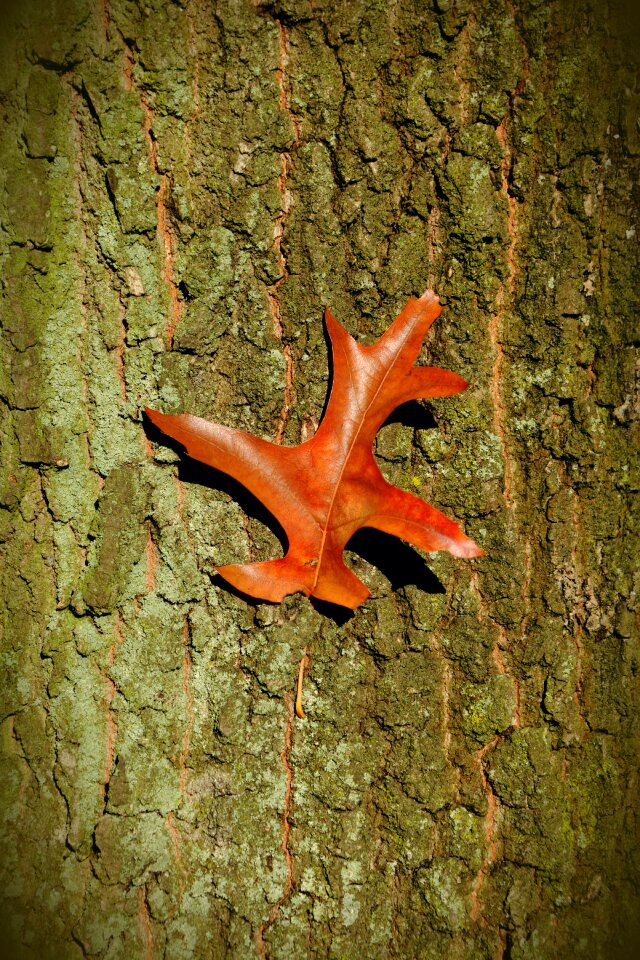 Oak leaf leaf grain