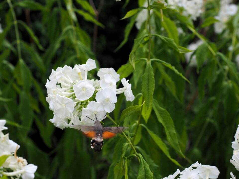 Carp tail butterfly moth