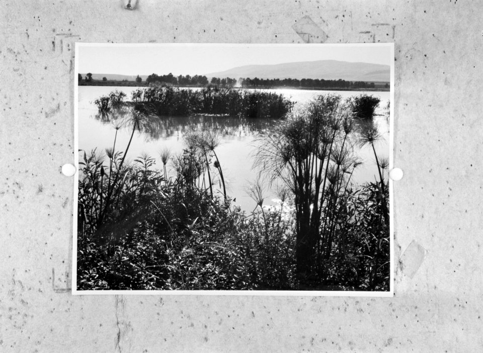 Moerasgebied bij het Hulehmeer voor drooglegging, Bestanddeelnr 255-4948