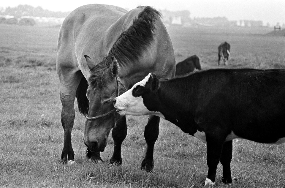 Moederloze pink bij Roelofarendsveen in de wei met paard, Bestanddeelnr 917-9883