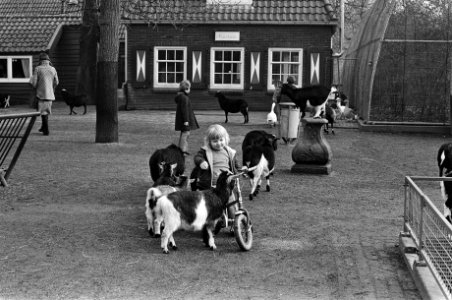 Moeders met kinderen in de zon in Amsterdam, Bestanddeelnr 927-7414