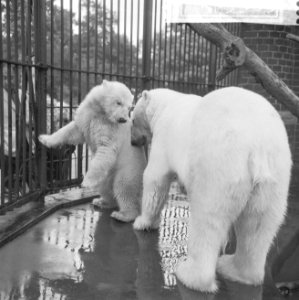 Moeder en zoon ijsbeer in Artis, Bestanddeelnr 917-9363