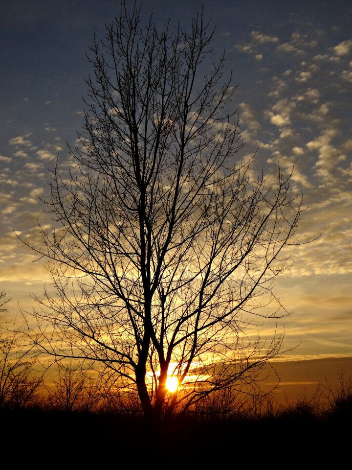 The backlight orange sky winter