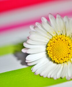 Flowers spring flower
