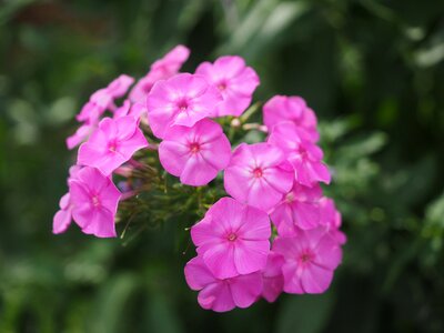 Polemoniaceae ornamental plant pink