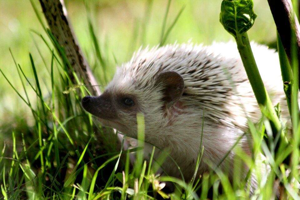 Pygmy hedgehog pet cute