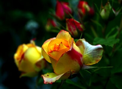 Yellow rose petals flower