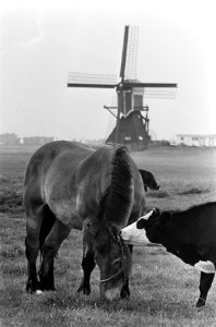 Moederloze pink bij Roelofarendsveen in de wei met paard, Bestanddeelnr 917-9882