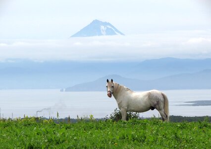 Stallion summer field photo