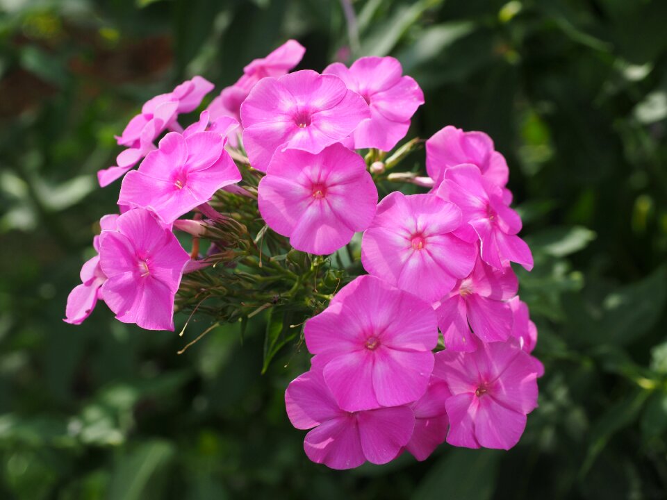 Polemoniaceae ornamental plant pink