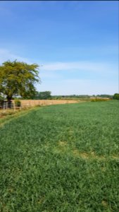 Moelingen-Mesch-Grenspaal 36 (BE-NL) (1)