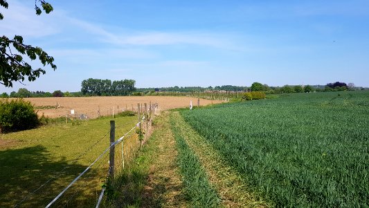 Moelingen-Mesch-Grenspaal 36 (BE-NL) (2)