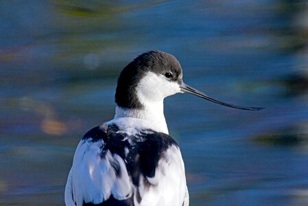 Waders north sea birds