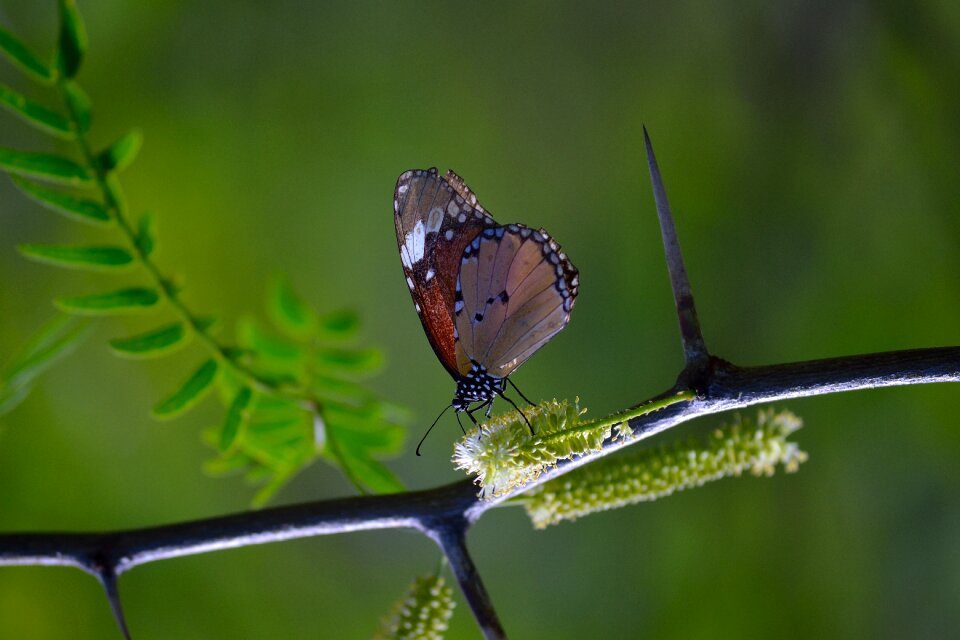 Butterfly on the stem butterfly with green background green butterfly