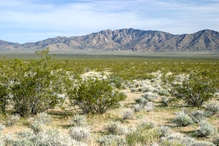 Mojave vista photo