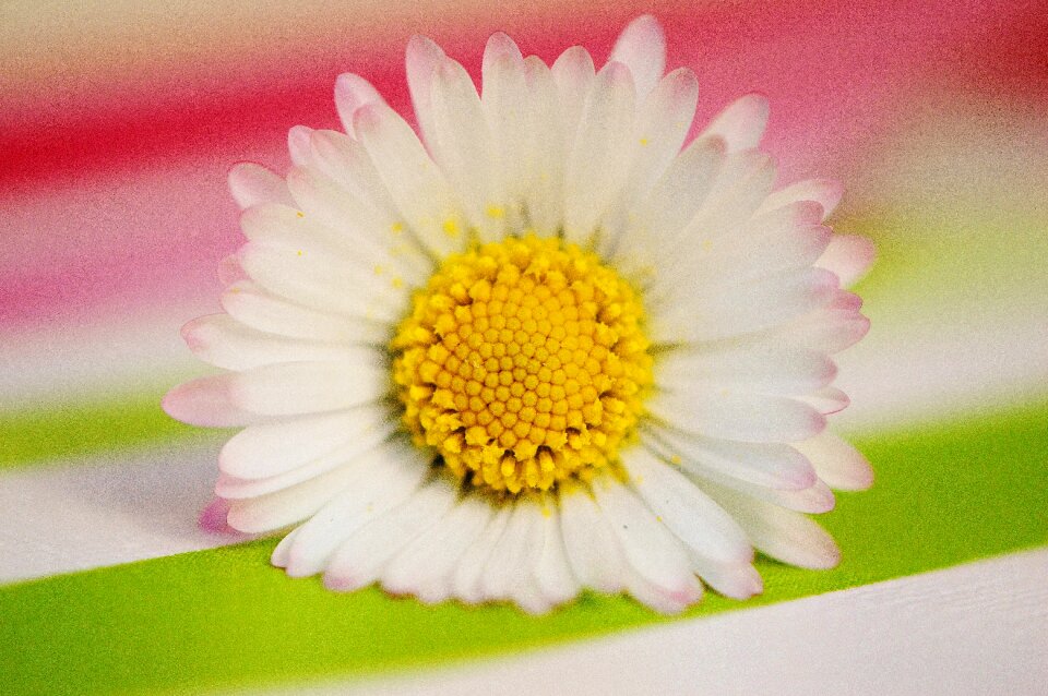 Flowers spring flower