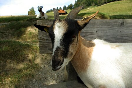 Dwarf goat livestock cute