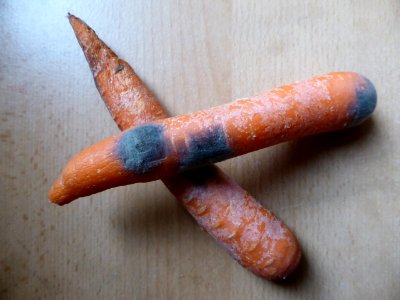 Mold-carrots photo