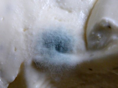 Mold-in-cream-cheese-close-up photo