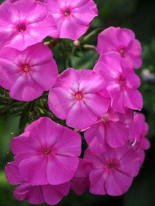 Polemoniaceae ornamental plant pink