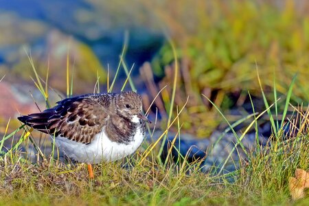 Waders birds north sea