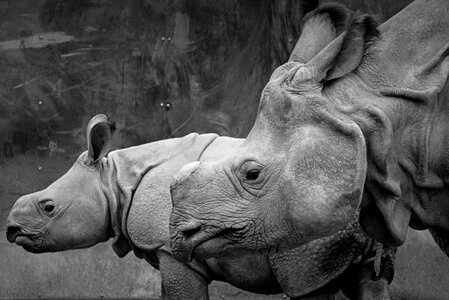 Mammal baby rhinoceros calf photo