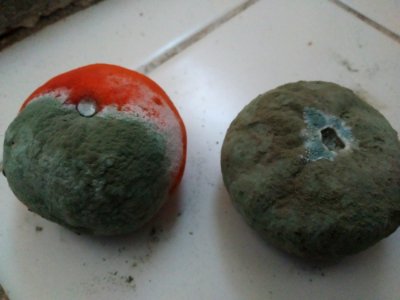 Mold tangerine