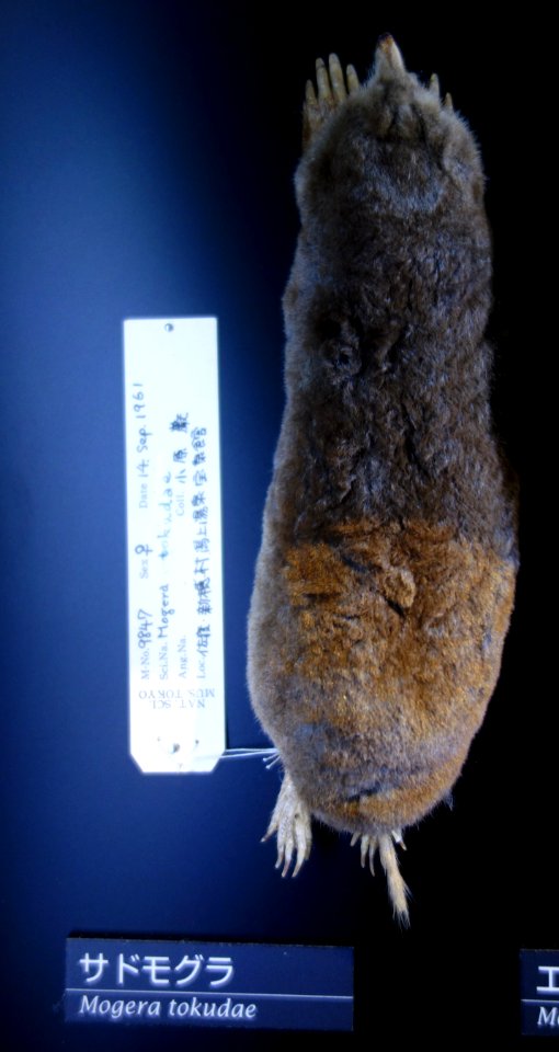 Mogera tokudae - National Museum of Nature and Science, Tokyo - DSC06743