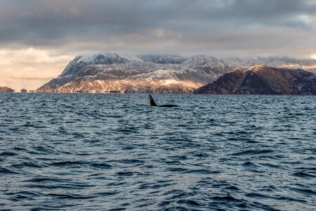 Killer whale whale safari photo