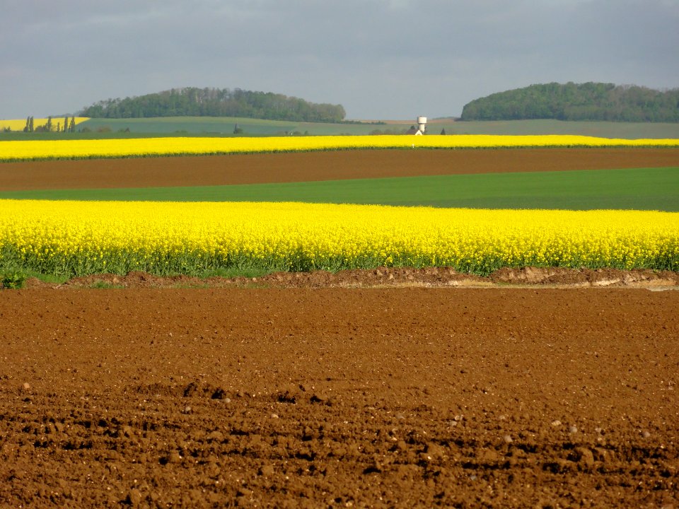 Monceau-le-Waast (Aisne) paysage avec champs de colza