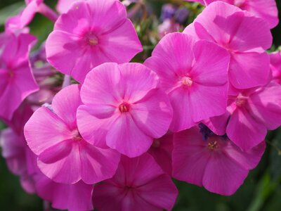 Polemoniaceae ornamental plant pink