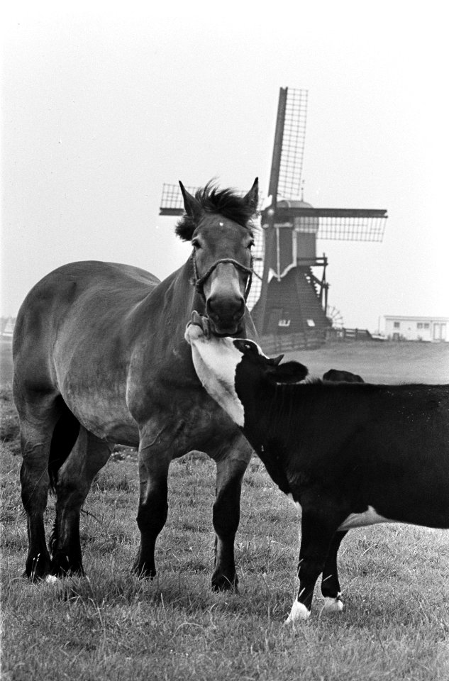 Moederloze pink bij Roelofarendsveen in de wei met paard, Bestanddeelnr 917-9879