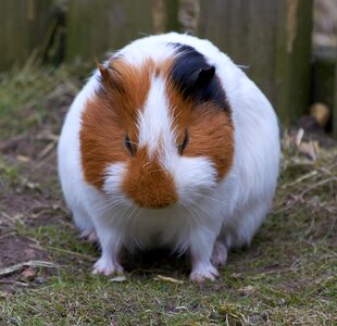 Nature animals hairy