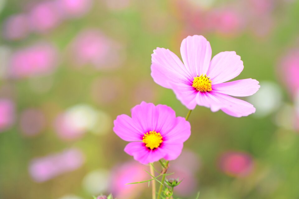 Cosmos autumn flowers autumn