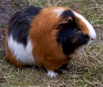 Nature animals hairy