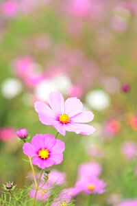 Pink blossom delicate photo