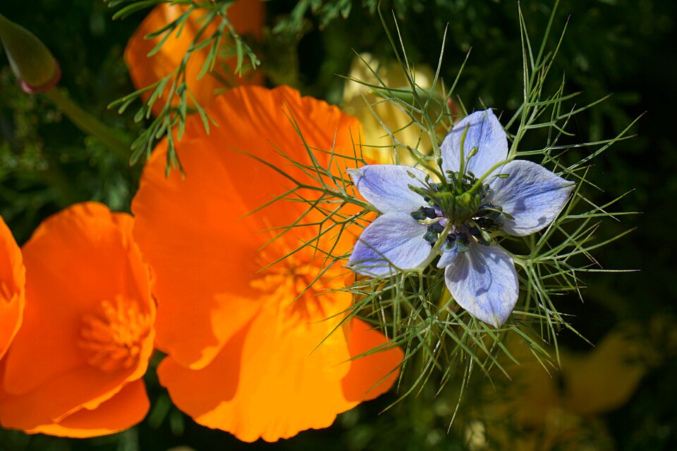 Flower garden nature garden