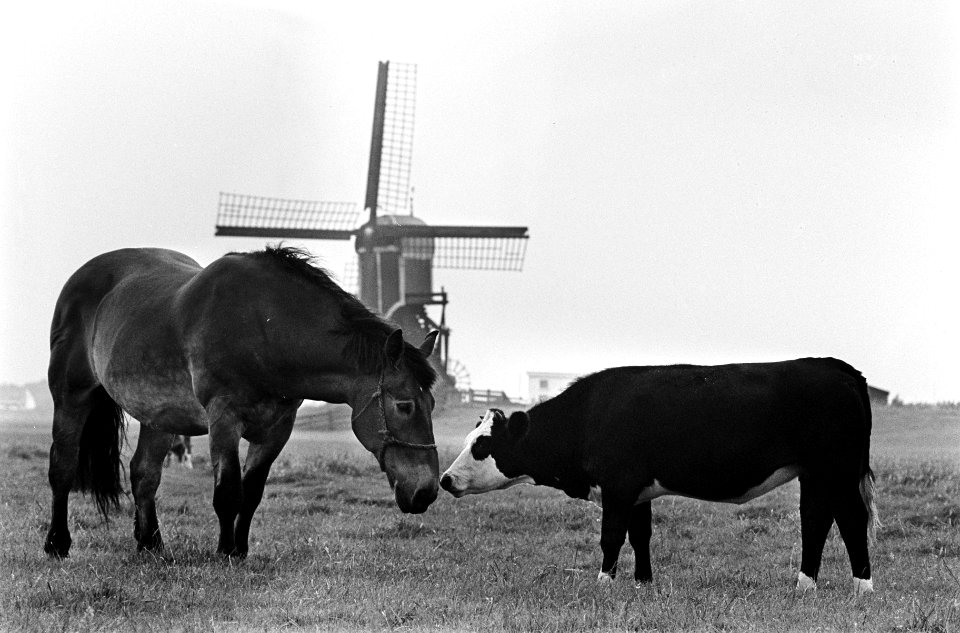 Moederloze pink bij Roelofarendsveen in de wei met paard, Bestanddeelnr 917-9880