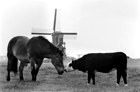 Moederloze pink bij Roelofarendsveen in de wei met paard, Bestanddeelnr 917-9880