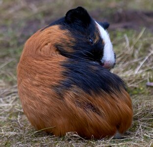 Nature animals hairy
