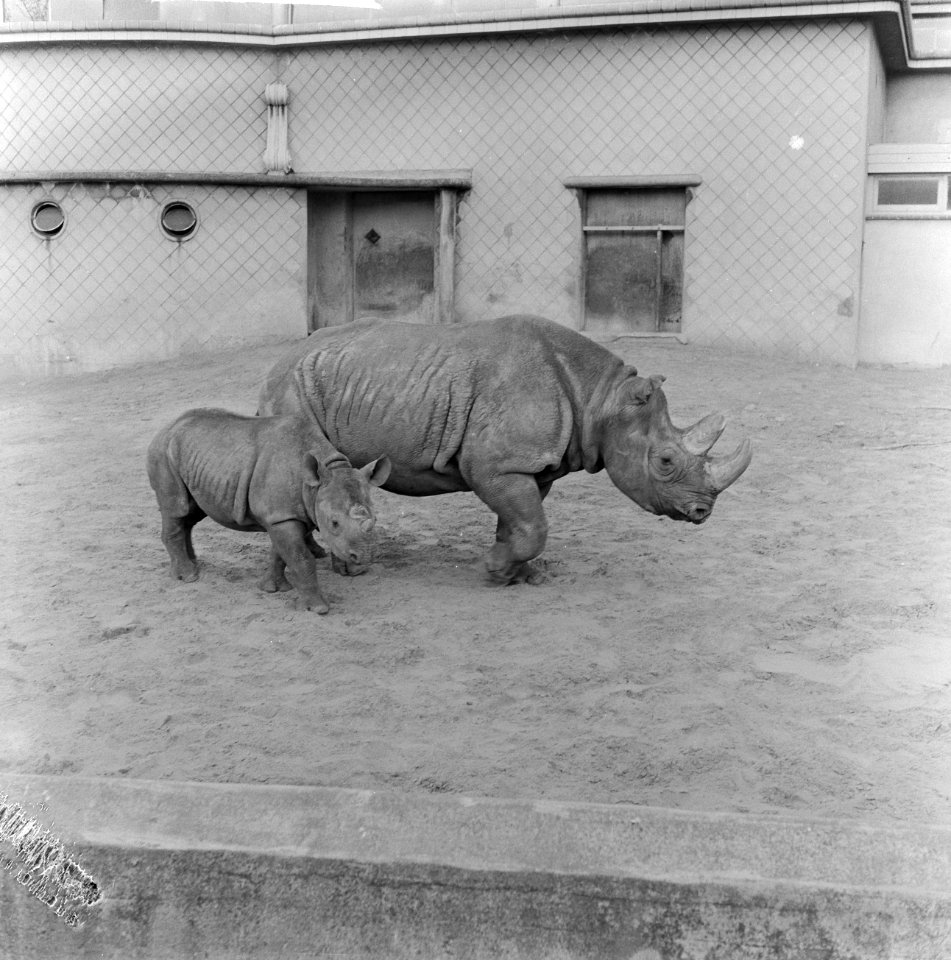 Moeder en kind neushoorn buiten in Diergaarde Blijdorp, Bestanddeelnr 912-3488