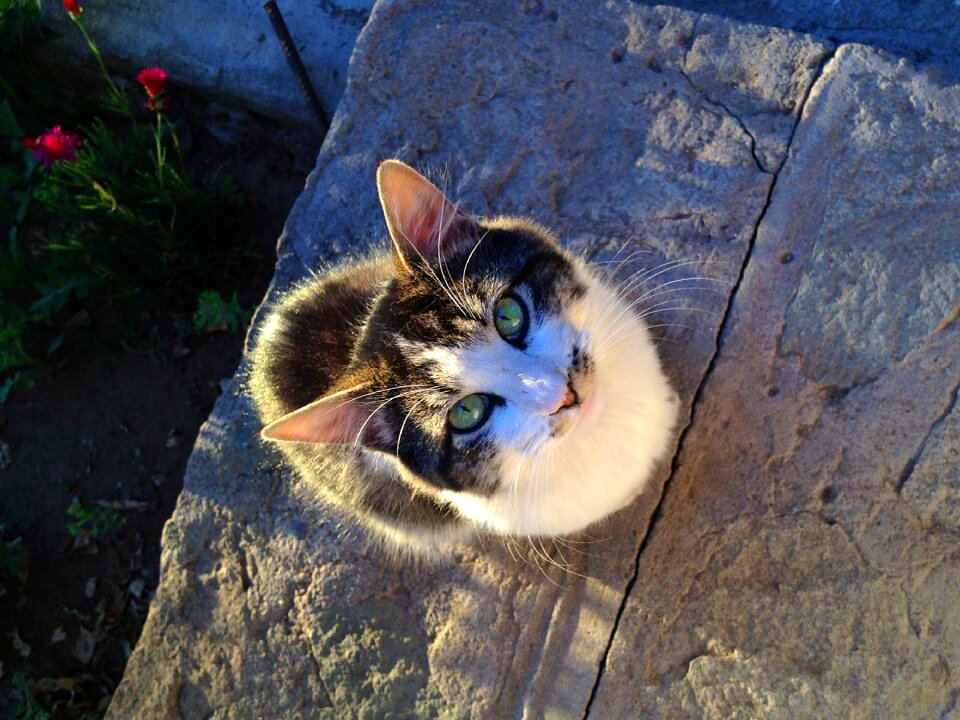 Looking pet looking up